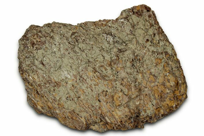 Dinosaur (Triceratops) Frill Shield Section - Montana #348094
